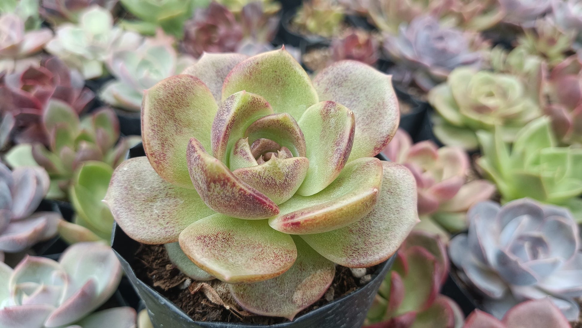 Echeveria Agavoides Blood Maria Succulent - Fiery Red Beauty for Any Space - My Store