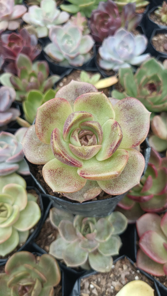 Echeveria Agavoides Blood Maria Succulent - Fiery Red Beauty for Any Space - My Store