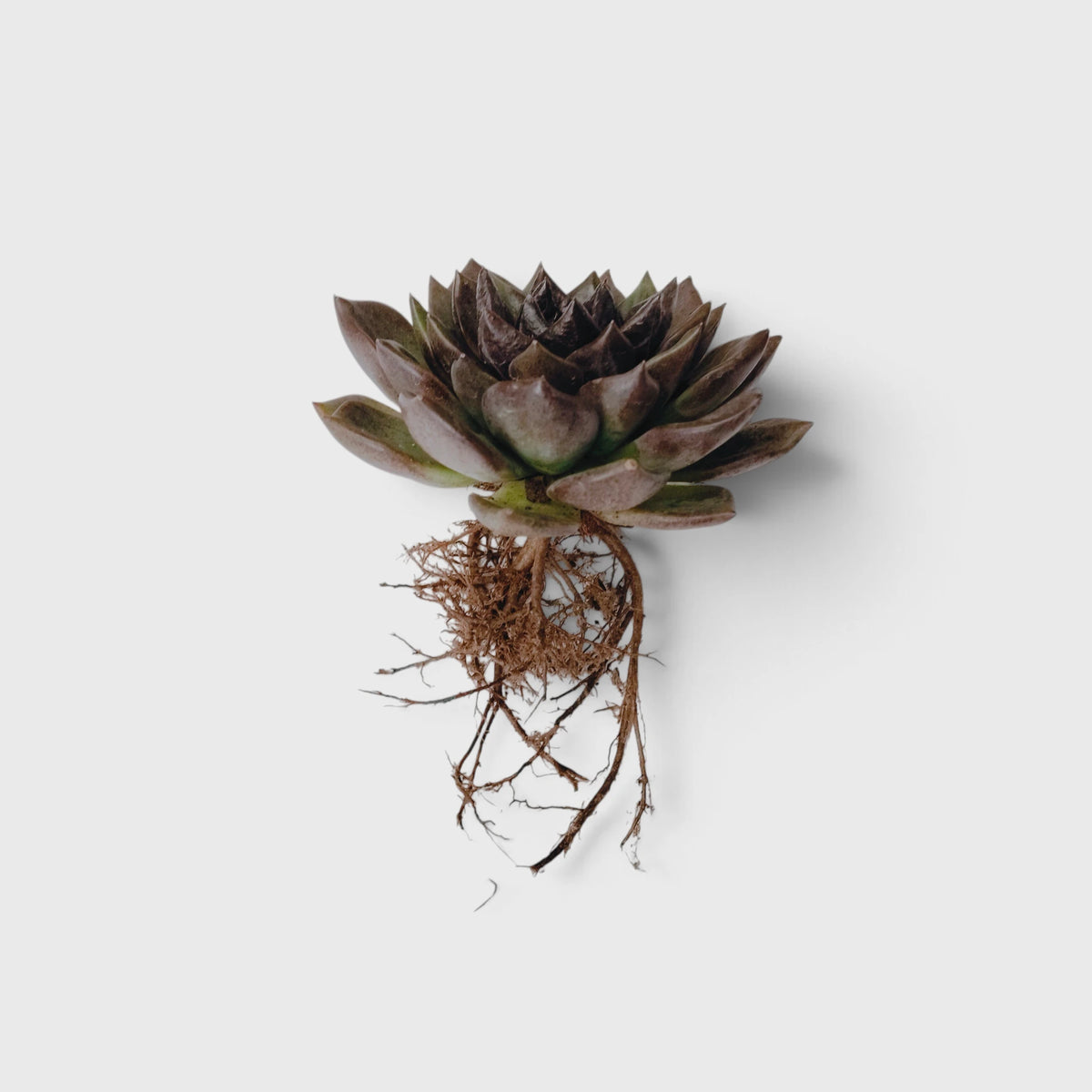 Echeveria Agavoides Green Forest - Rare Indoor Plant | Unique Rosette Succulent | Big Size Echeveria – Bare-Rooted