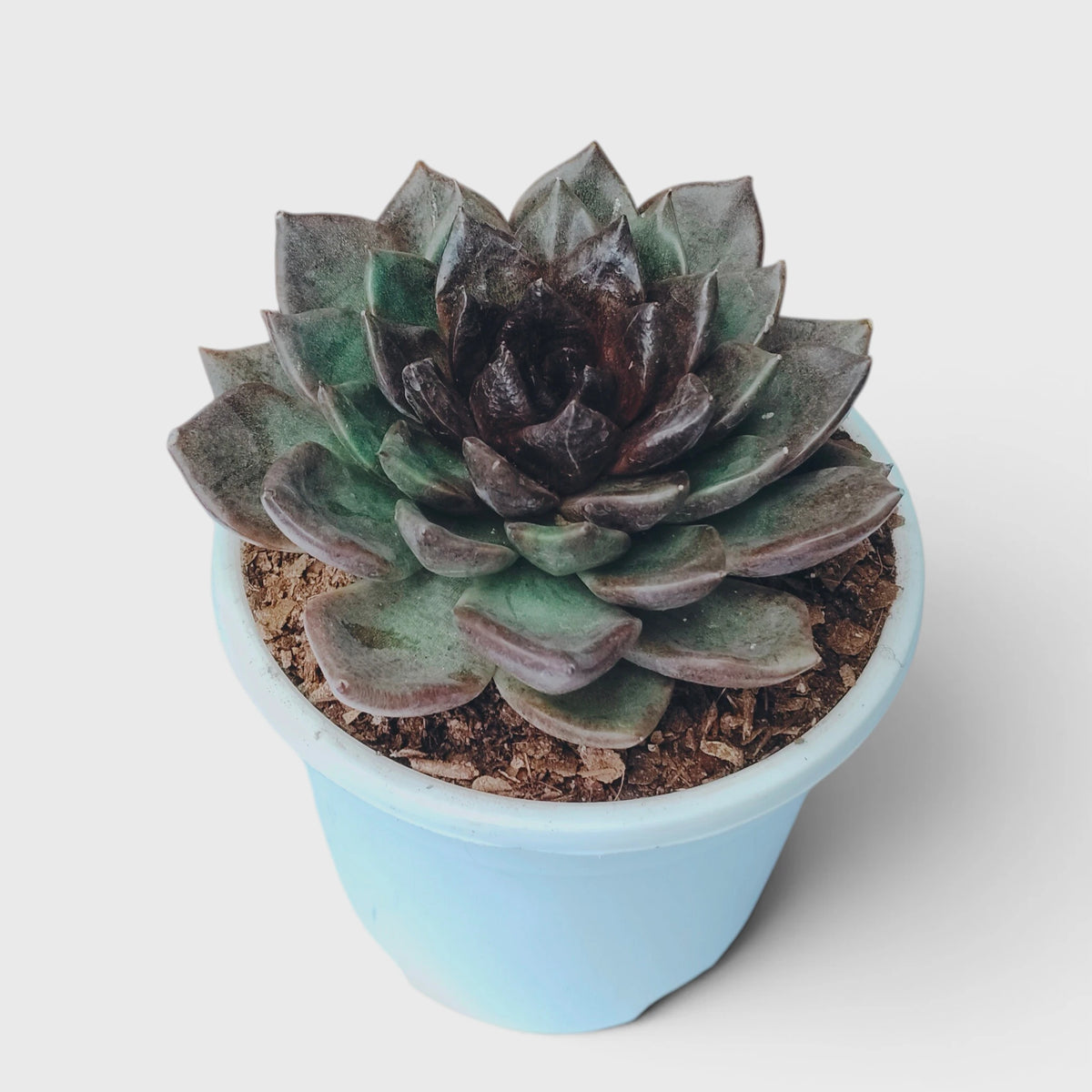 Echeveria Agavoides Green Forest - Rare Indoor Plant | Unique Rosette Succulent | Big Size Echeveria – Bare-Rooted