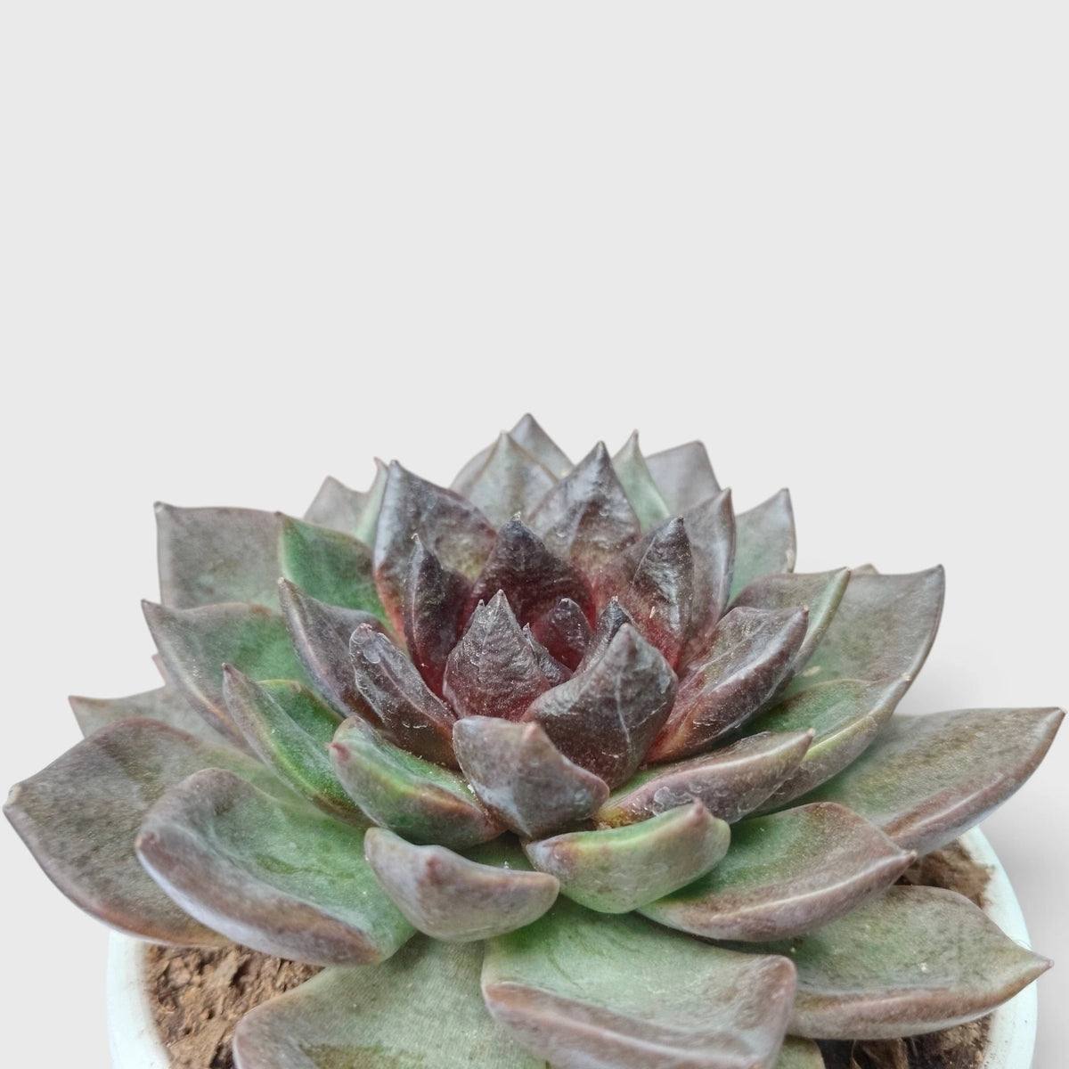 Echeveria Agavoides Green Forest - Rare Indoor Plant | Unique Rosette Succulent | Big Size Echeveria – Bare-Rooted