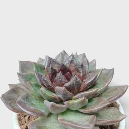 Echeveria Agavoides Green Forest - Rare Indoor Plant | Unique Rosette Succulent | Big Size Echeveria – Bare-Rooted