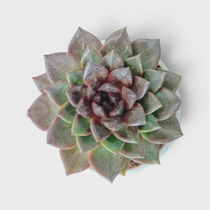 Echeveria Agavoides Green Forest - Rare Indoor Plant | Unique Rosette Succulent | Big Size Echeveria – Bare-Rooted