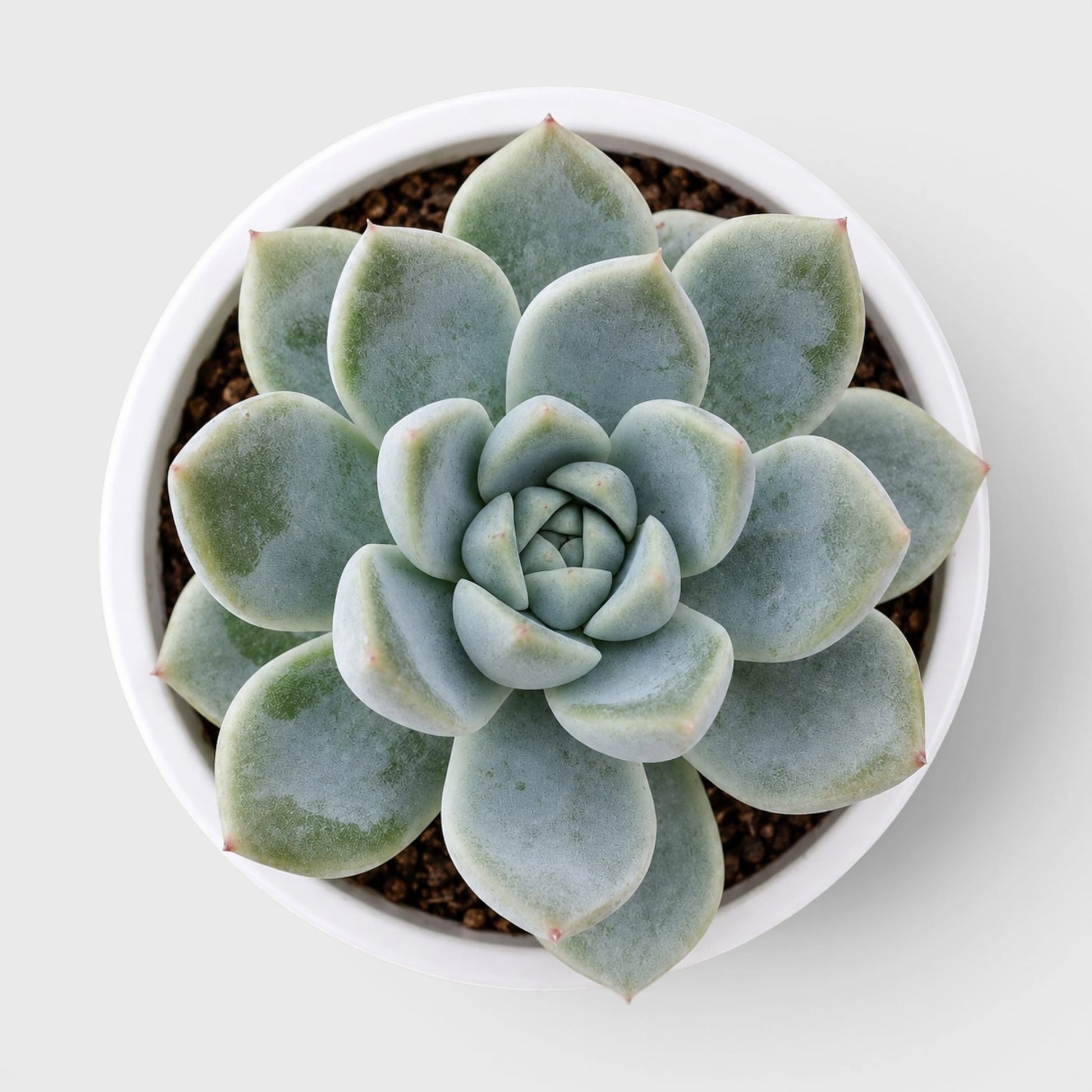 Echeveria Alba Beauty | Well Rooted Mature Rosette Succulent