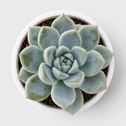Echeveria Alba Beauty | Well Rooted Mature Rosette Succulent