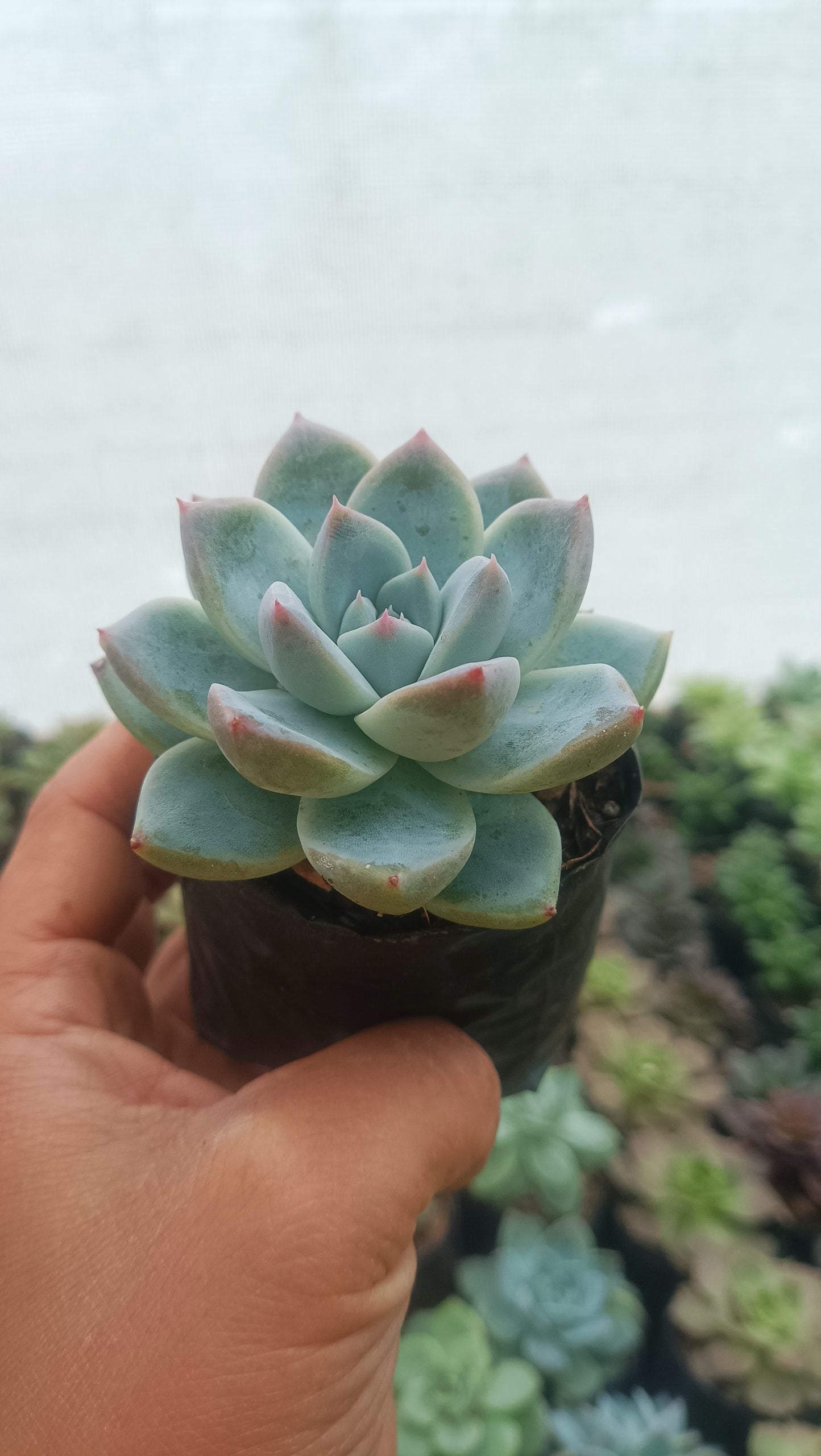 Echeveria Alba Beauty - Stunning Succulent for Homes, Offices, and Gardens - My Store