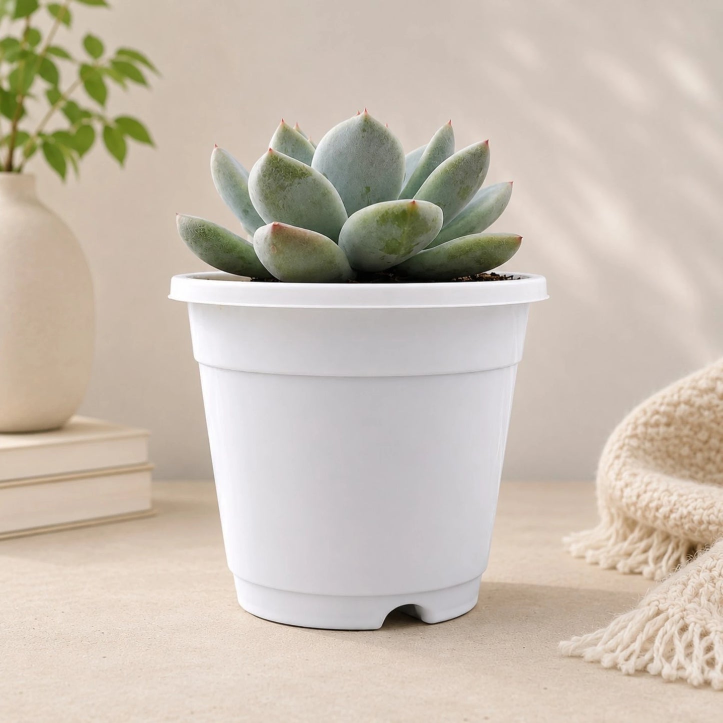 Echeveria Alba Beauty | Well Rooted Mature Rosette Succulent