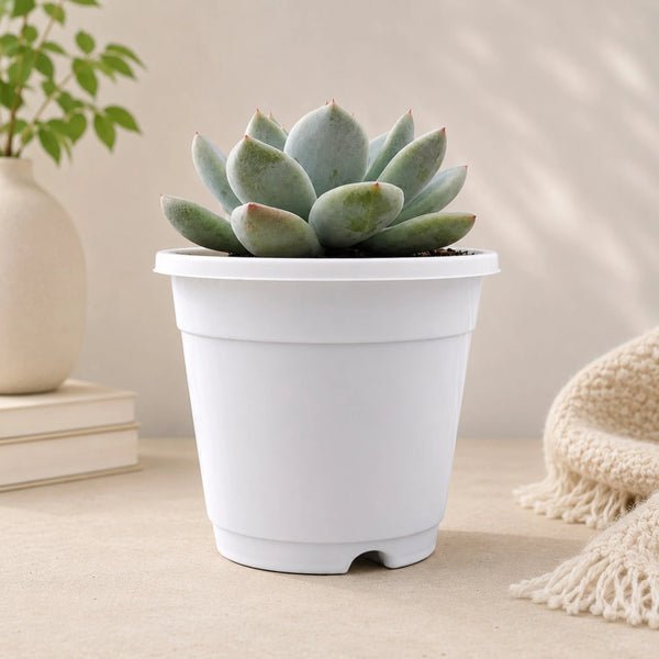 Echeveria Alba Beauty