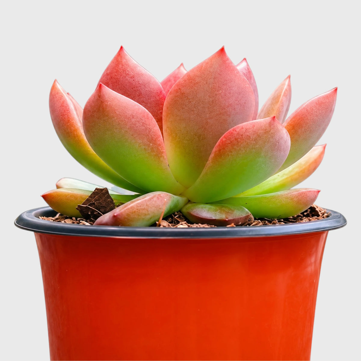 Echeveria Hybrid Trio – 3 Colourful Collector Succulents Bundle