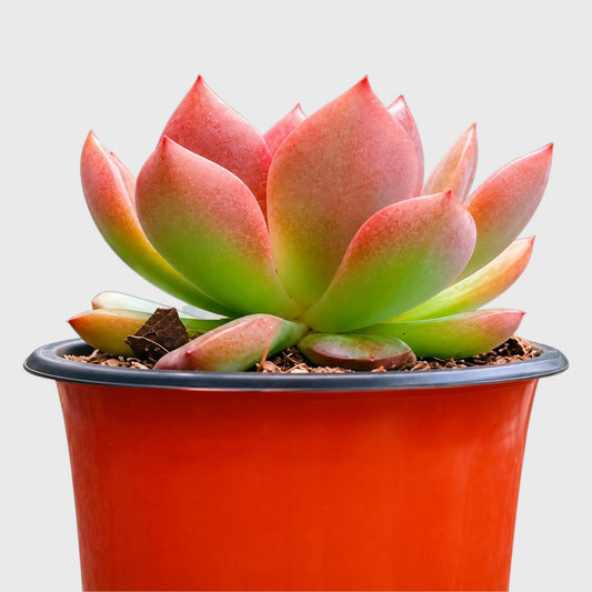Echeveria Hybrid Trio – 3 Colourful Collector Succulents Bundle