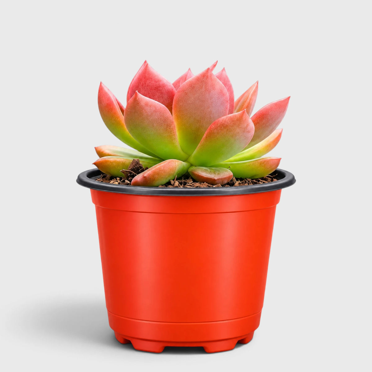 Echeveria Hybrid Trio – 3 Colourful Collector Succulents Bundle