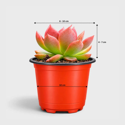 Echeveria Hybrid Trio – 3 Colourful Collector Succulents Bundle