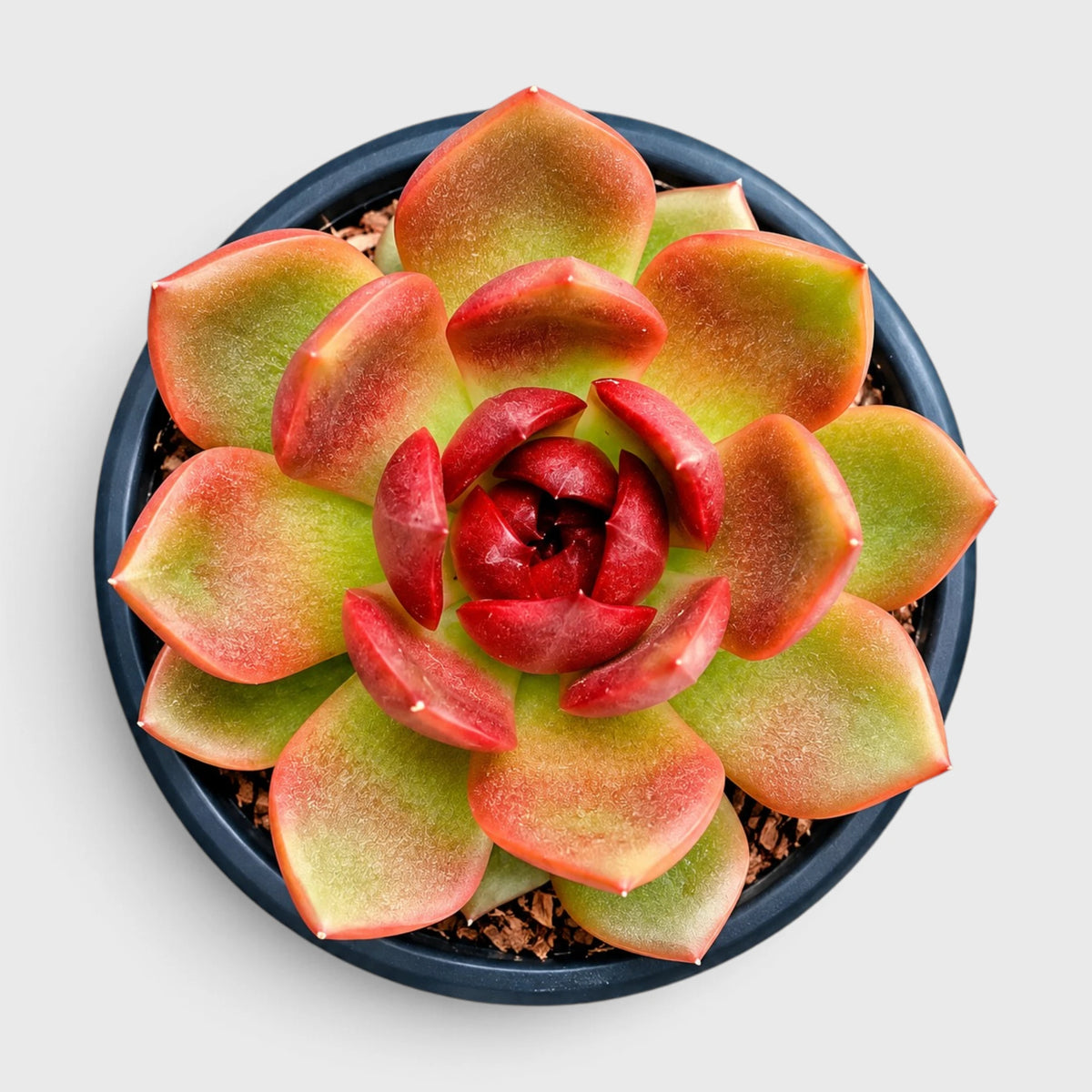Echeveria Hybrid Trio – 3 Colourful Collector Succulents Bundle