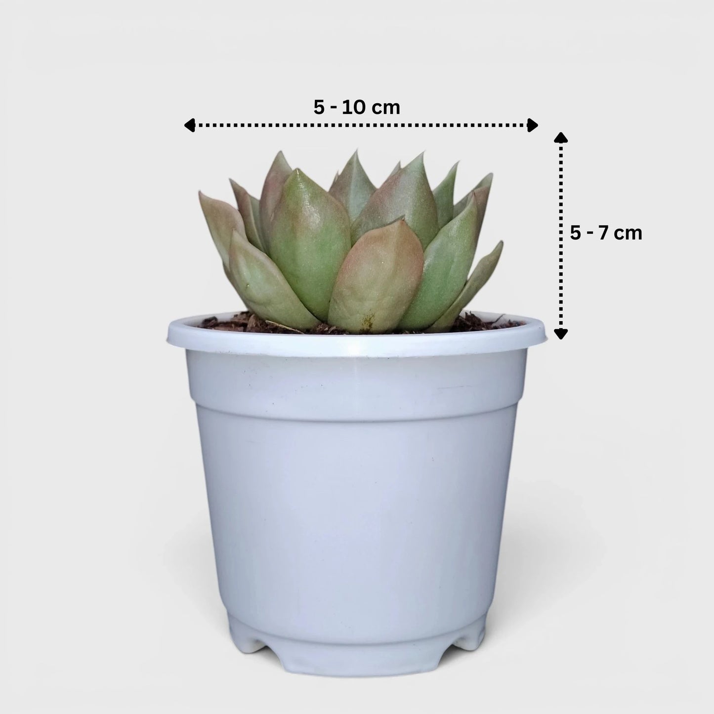 Echeveria Anubis Hybrid | Rare Collector Succulent Live Plant