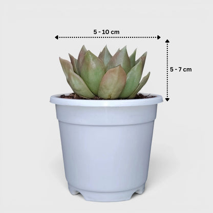 Echeveria Anubis Hybrid | Rare Collector Succulent Live Plant