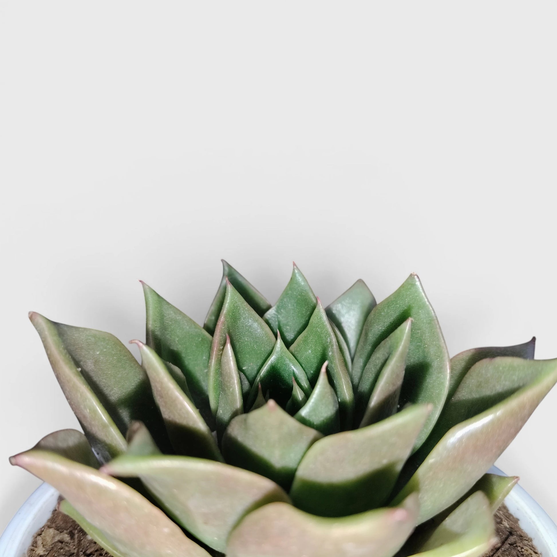 Echeveria Anubis Hybrid | Rare Collector Succulent Live Plant