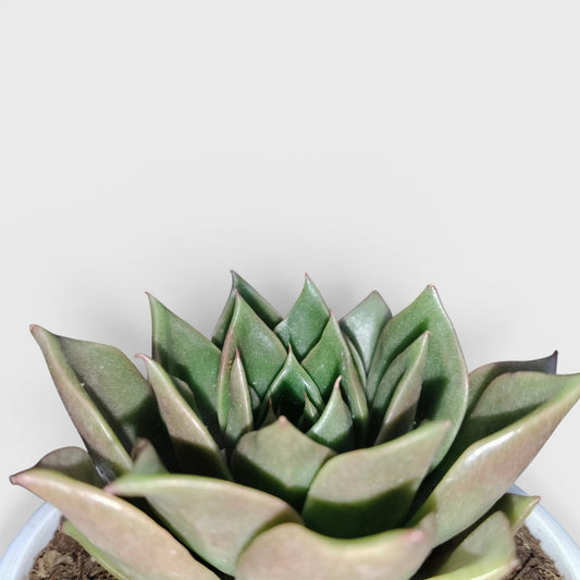 Echeveria Anubis Hybrid | Rare Collector Succulent Live Plant
