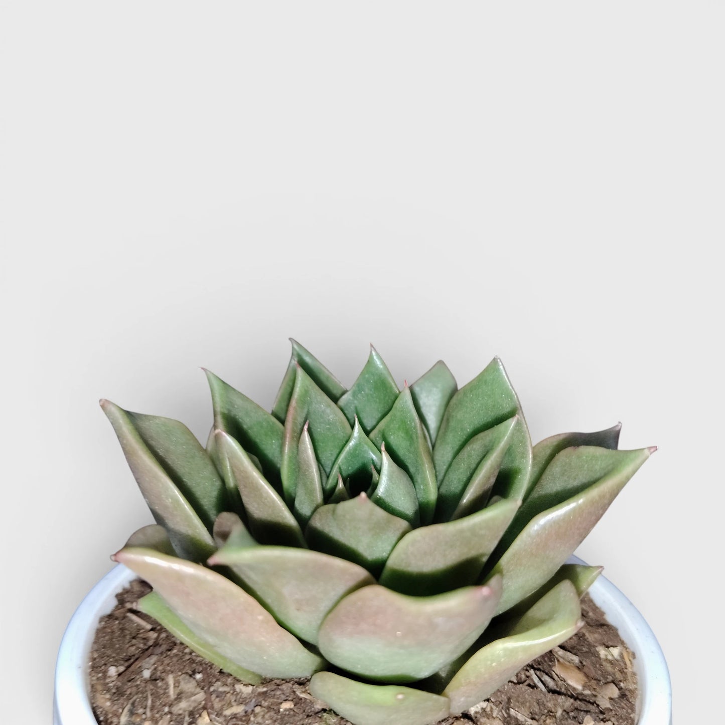 Echeveria Anubis Hybrid | Rare Collector Succulent Live Plant