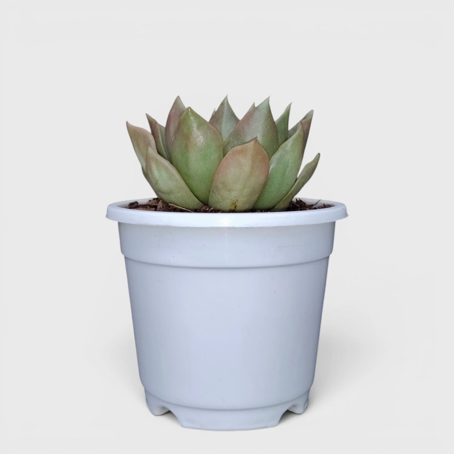 Echeveria Anubis Hybrid | Rare Collector Succulent Live Plant