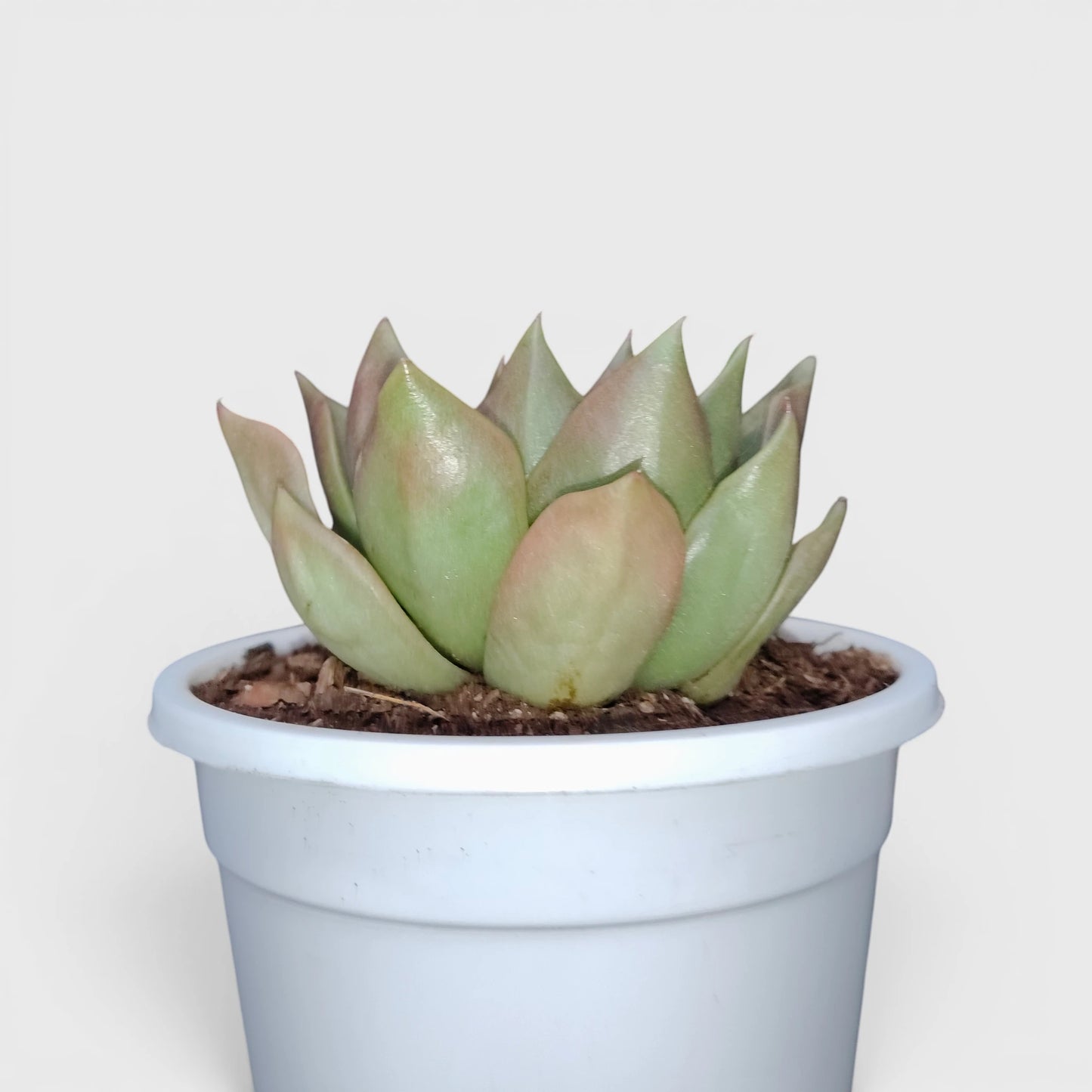 Echeveria Anubis Hybrid | Rare Collector Succulent Live Plant