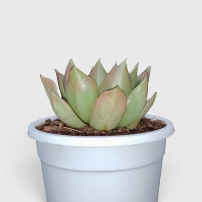 Echeveria Anubis Hybrid | Rare Collector Succulent Live Plant