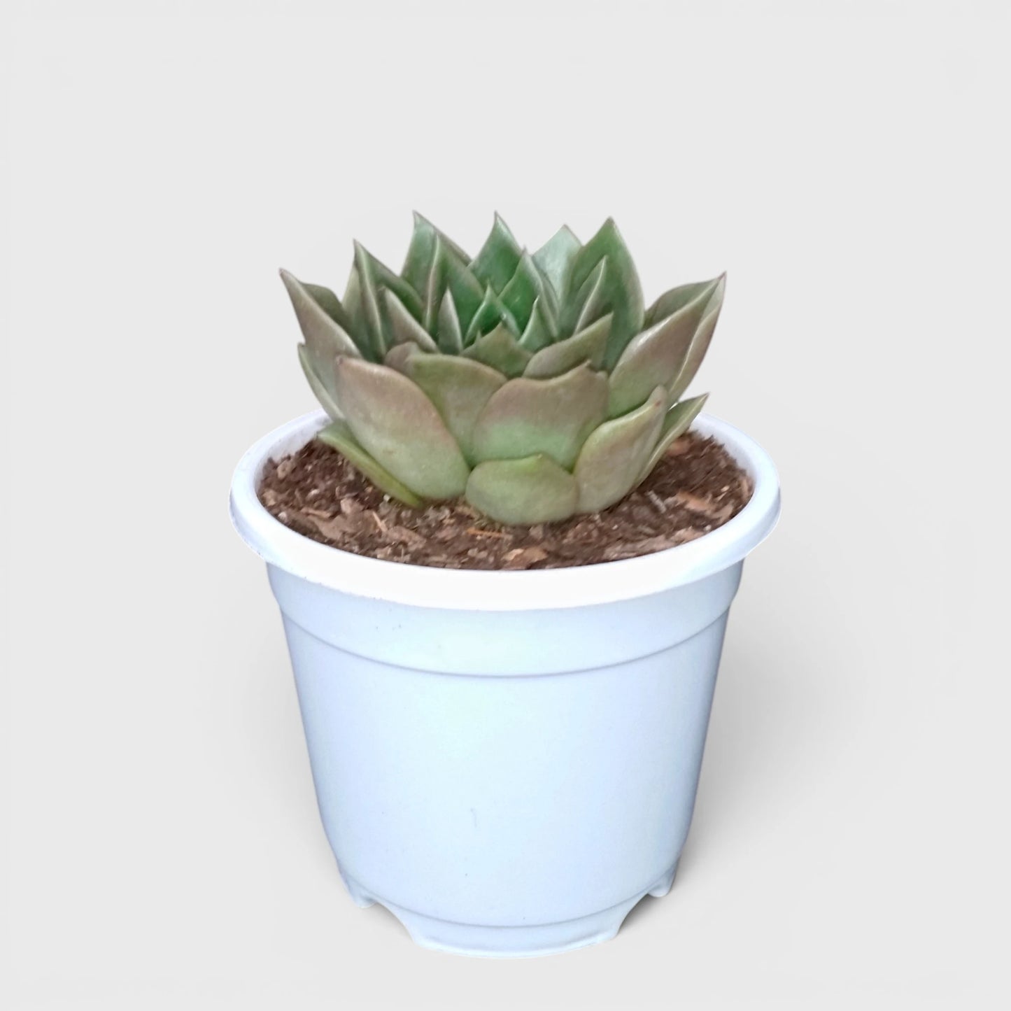 Echeveria Anubis Hybrid | Rare Collector Succulent Live Plant
