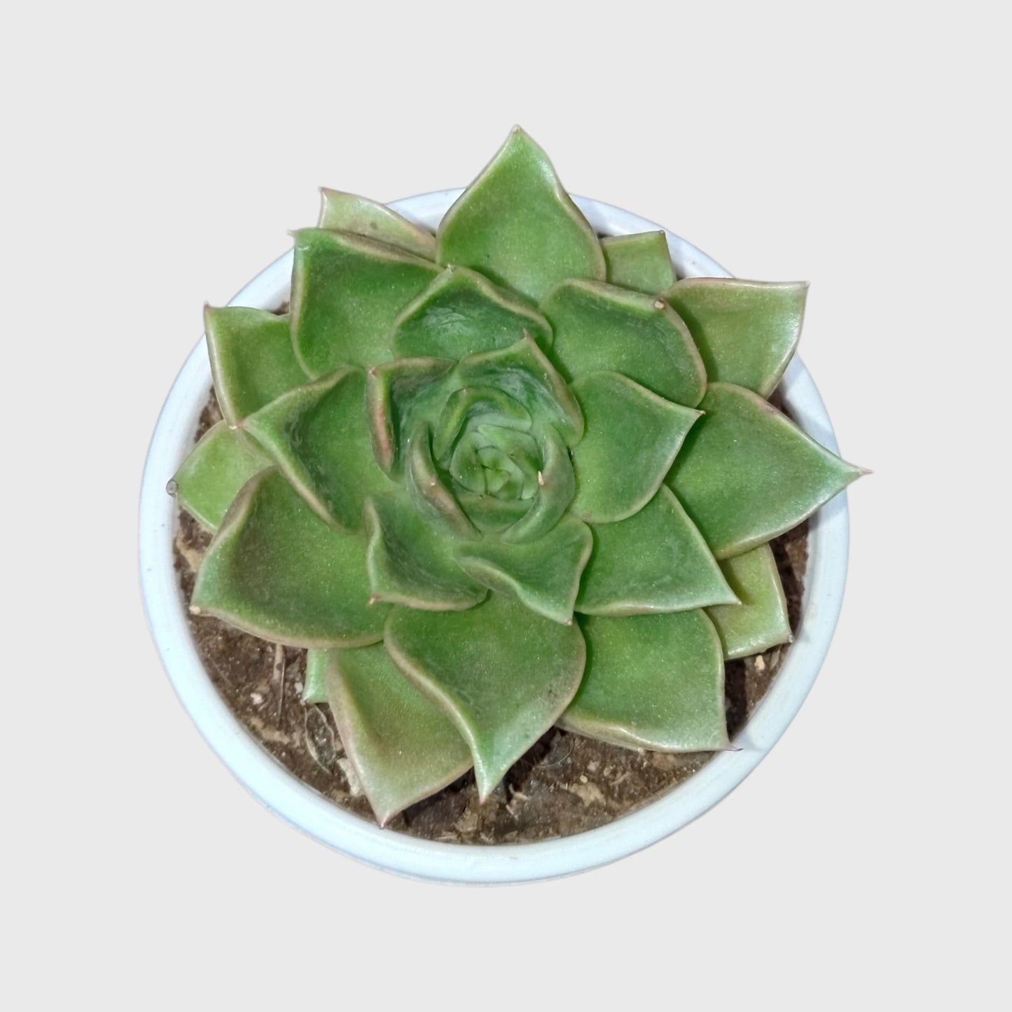 Echeveria Anubis Hybrid | Rare Collector Succulent Live Plant
