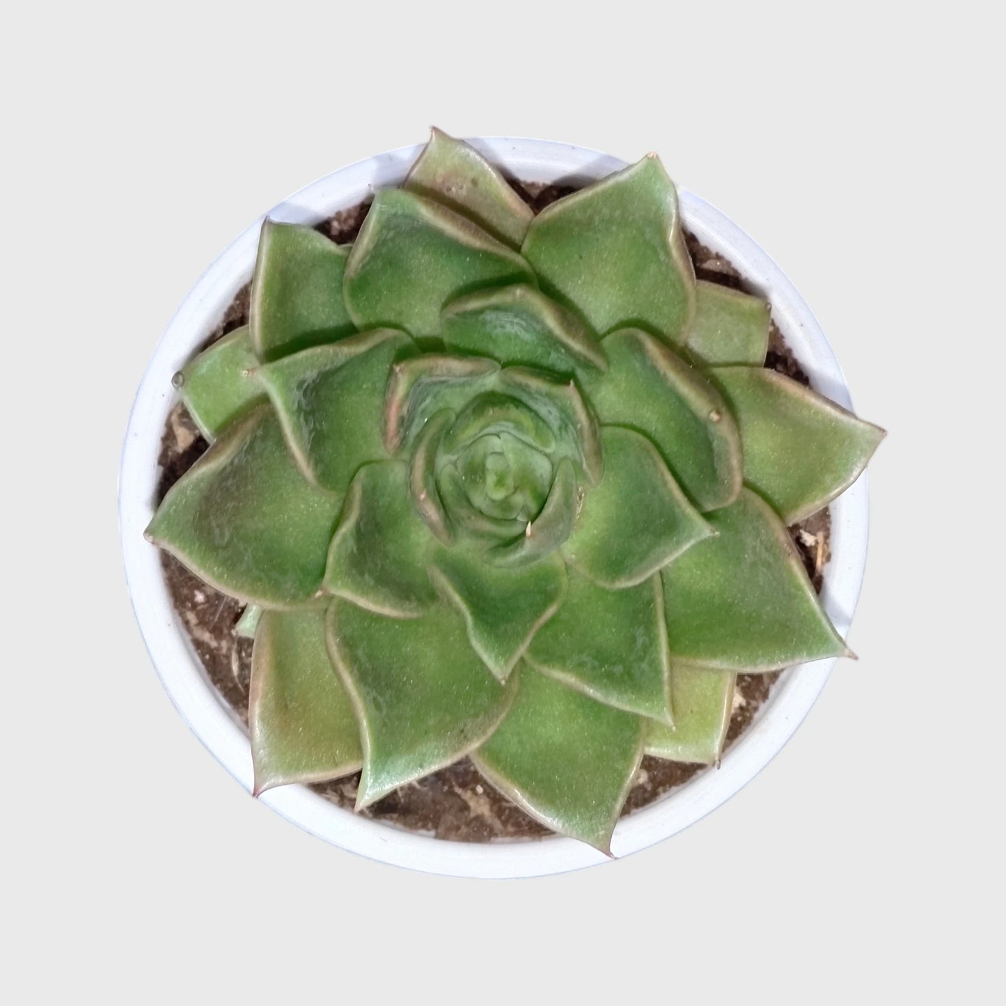 Echeveria Anubis Hybrid | Rare Collector Succulent Live Plant