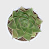 Echeveria Anubis Hybrid | Rare Collector Succulent Live Plant