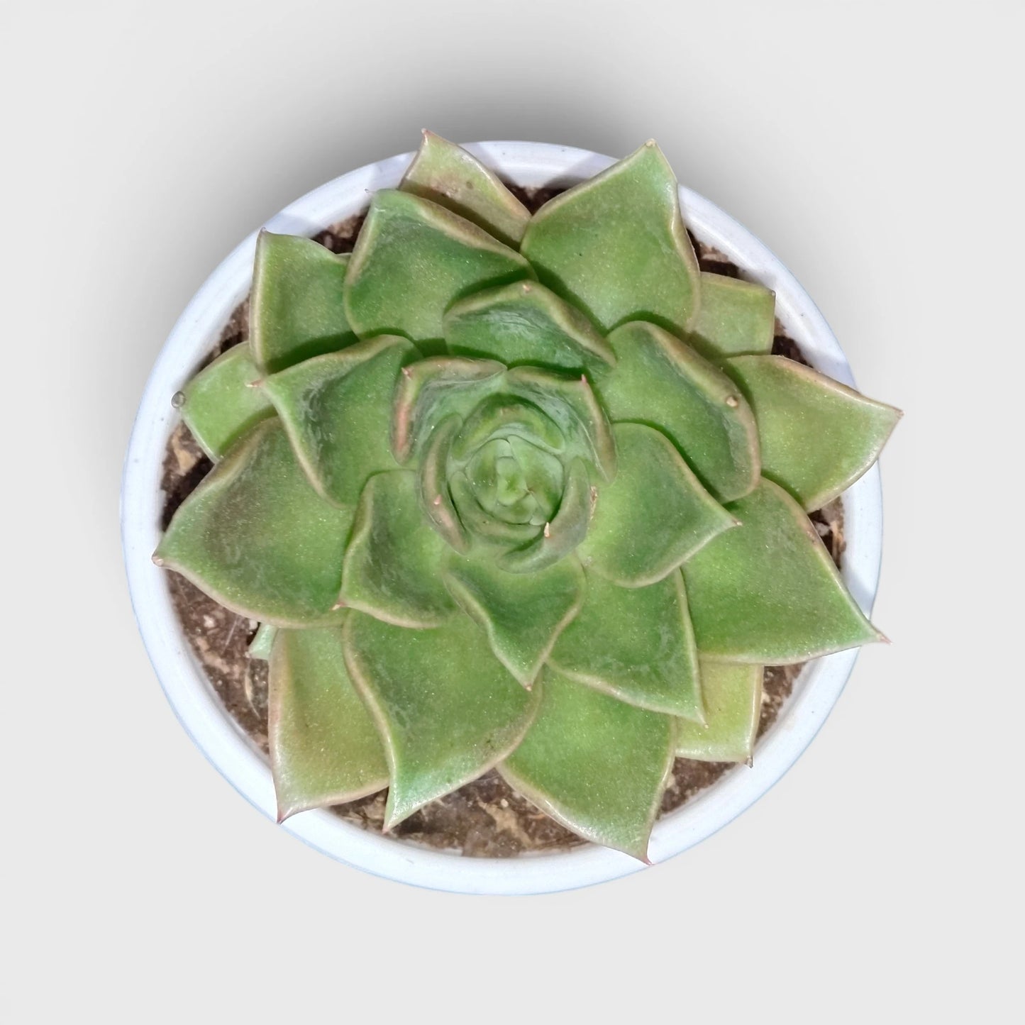 Premium Echeveria Collection of 4 | Mature Live Succulent Plants Combo
