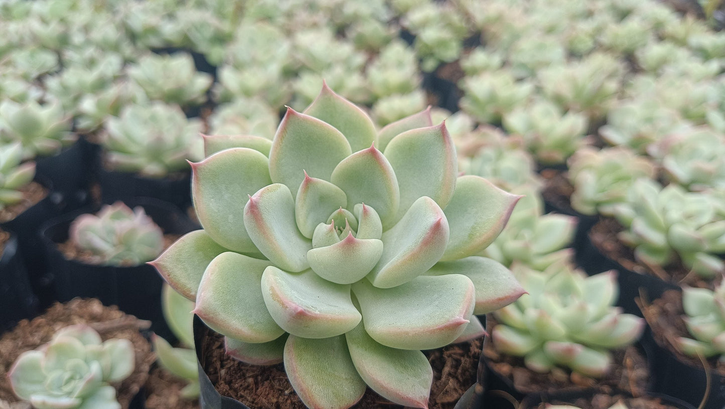 Echeveria Apus Succulent Hybrid - Stunning Blue - Green Rosette for Homes, Offices, and Gardens - My Store