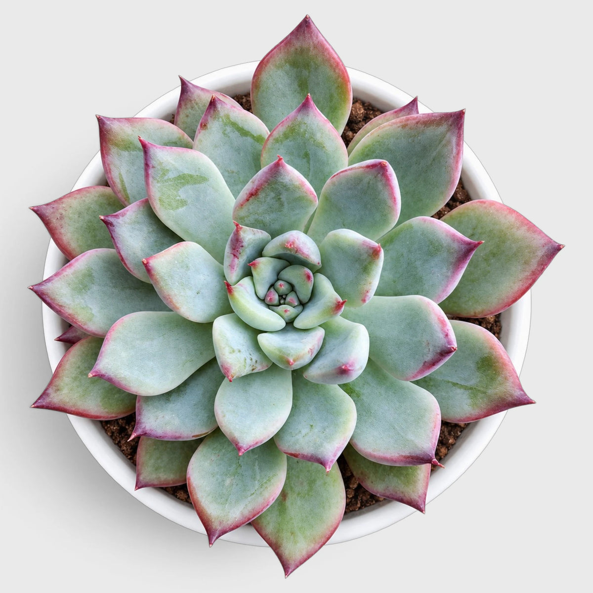 Echeveria Colorful Succulent Combo Set – 5 Different Echeveria Varieties