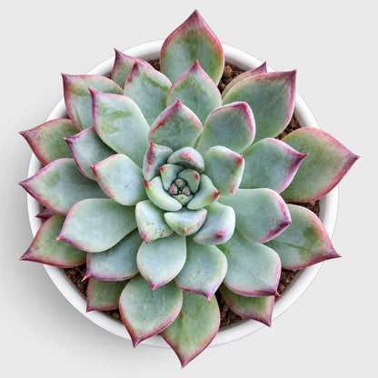 Echeveria Colorful Succulent Combo Set – 5 Different Echeveria Varieties