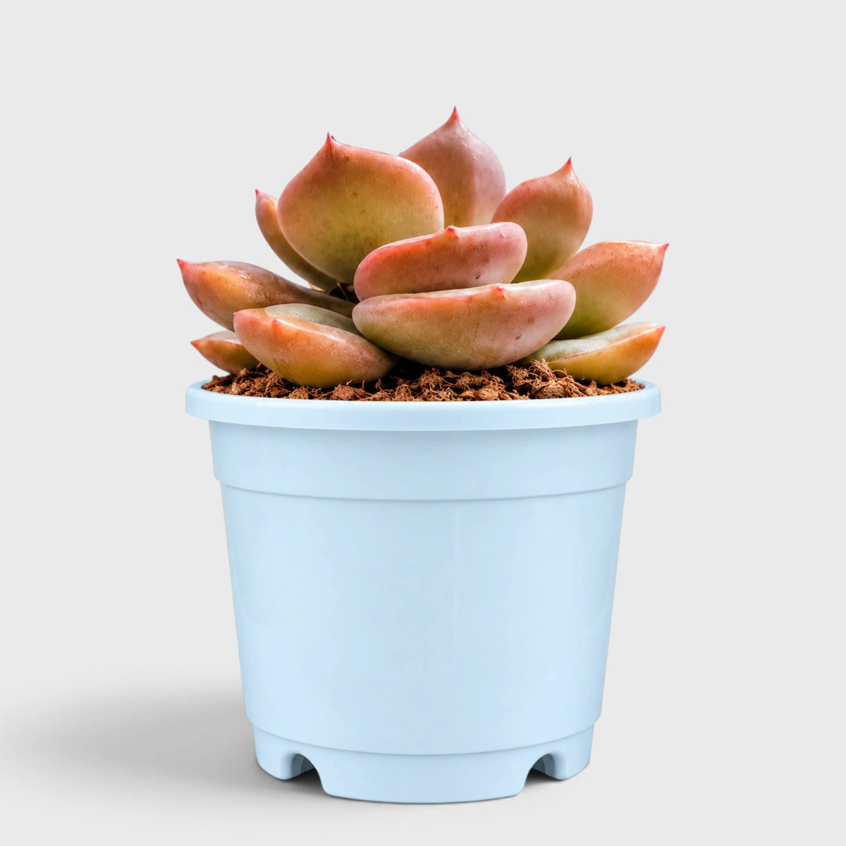5 Echeveria Succulent Plants Collection – Colourful, Well-Rooted Rosettes