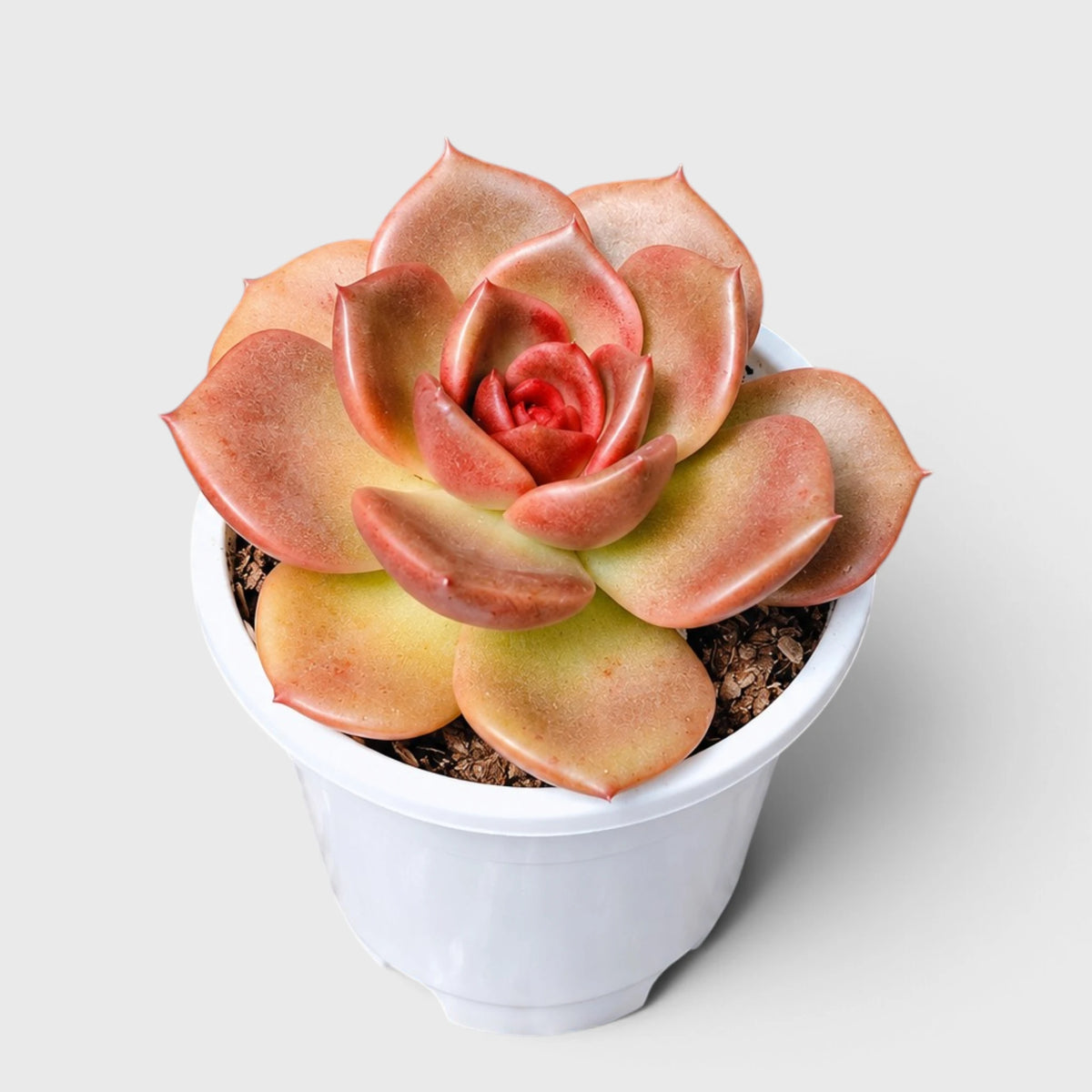5 Echeveria Succulent Plants Collection – Colourful, Well-Rooted Rosettes
