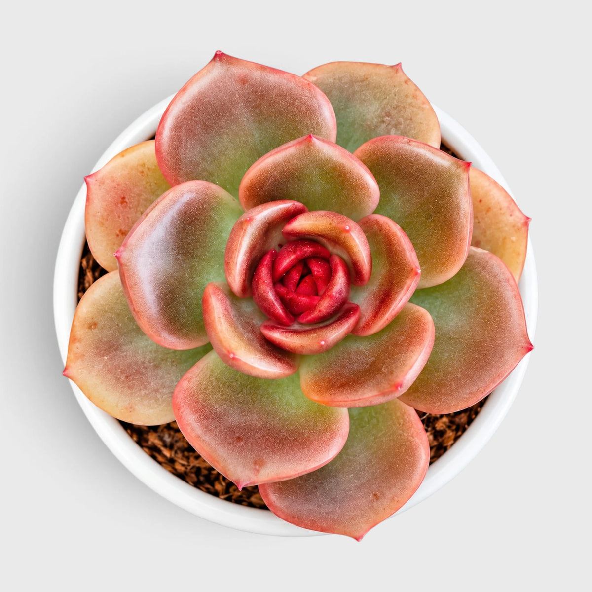 5 Echeveria Succulent Plants Collection – Colourful, Well-Rooted Rosettes