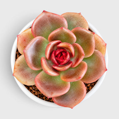 5 Echeveria Succulent Plants Collection – Colourful, Well-Rooted Rosettes