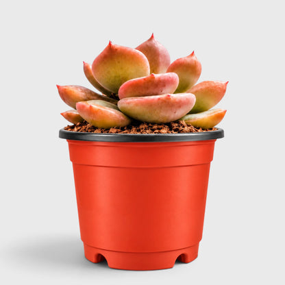 Unique Echeveria Auburn - Big Size Succulent | Rare Ruffled Succulent | Pastel Collector Plant – Bare-Rooted