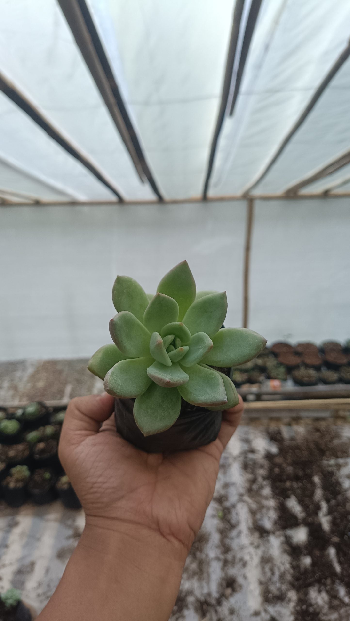 Echeveria 'Avocado Cream' - Versatile Succulent with Soft Pastel Hues for Stylish Spaces - My Store
