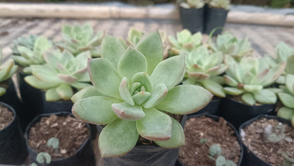 Echeveria 'Avocado Cream' - Versatile Succulent with Soft Pastel Hues for Stylish Spaces - My Store