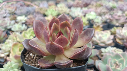 Echeveria Black Witch Hybrid Succulent: Mysterious Beauty! - My Store