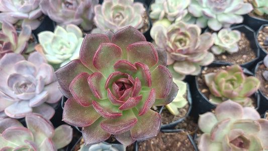 Echeveria Black Witch Hybrid Succulent: Mysterious Beauty! - My Store