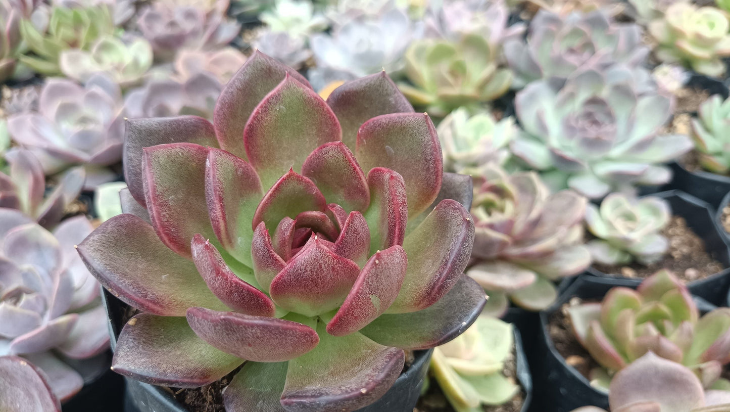 Echeveria Black Witch Hybrid Succulent: Mysterious Beauty! - My Store