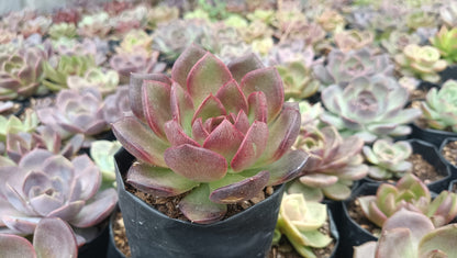 Echeveria Black Witch Hybrid Succulent: Mysterious Beauty! - My Store