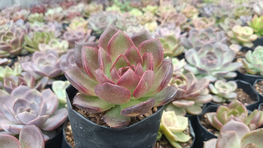 Echeveria Black Witch Hybrid Succulent: Mysterious Beauty! - My Store