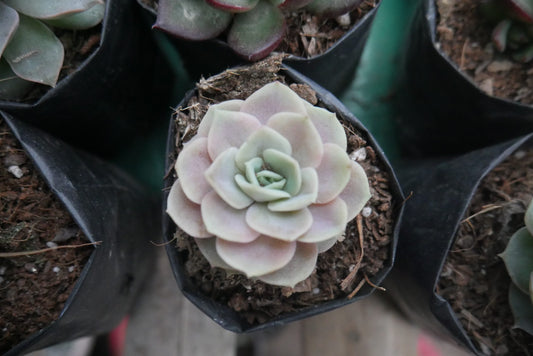 Echeveria Blue Surprise - Elegant Succulent for Home, Office, and Garden - My Store