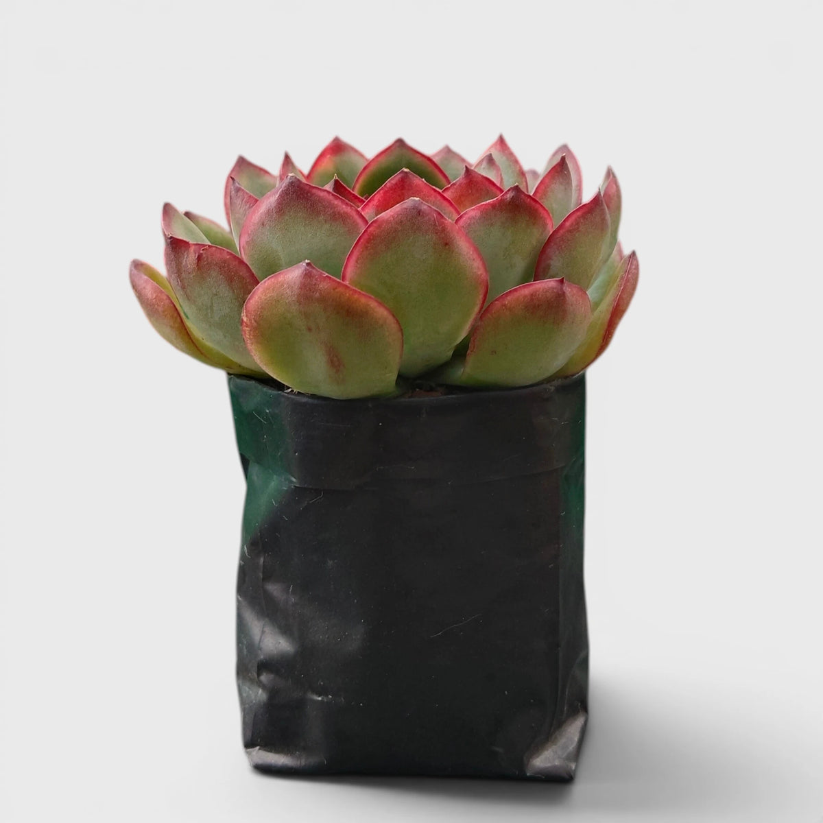 Echeveria Pulidonis – Red Edge Rosette Succulent | Premium Indoor & Balcony Plant