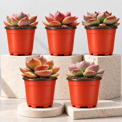 5 Echeveria Succulent Plants Collection – Colourful, Well-Rooted Rosettes