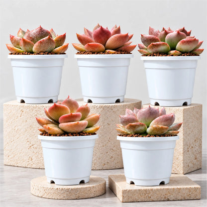 5 Echeveria Succulent Plants Collection – Colourful, Well-Rooted Rosettes