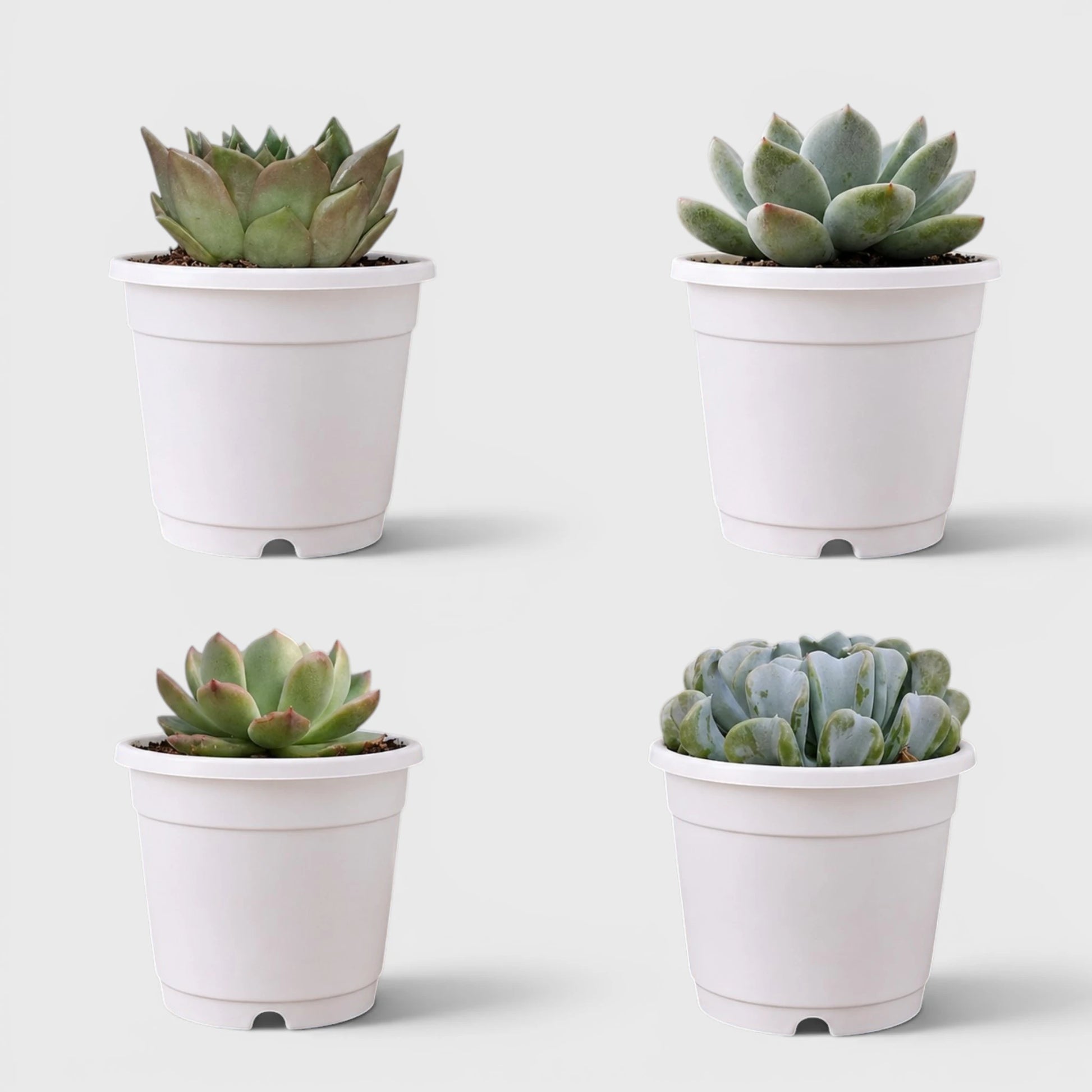 Premium Echeveria Collection of 4 | Mature Live Succulent Plants Combo